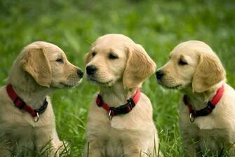 Golden Retriever Puppies Image Dowload