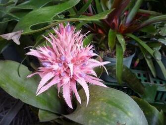 Cactus Flower Wallpaper