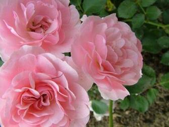 Flowers Clipart And Wallpaper Royalty Image Three Rose