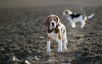 Beagle Computer Wallpaper Desktop Background Id