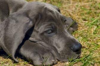 Great Dane Puppies HD Wallpaper
