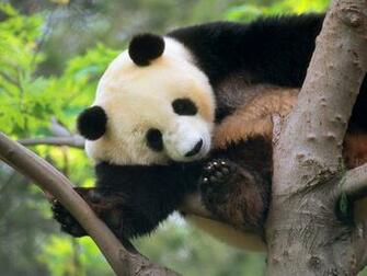 Panda Bear Wallpaper Art Models