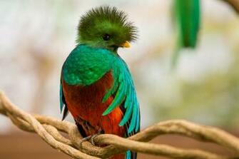 The Quetzals In Xcaret Are A Perfect Health And Now Living