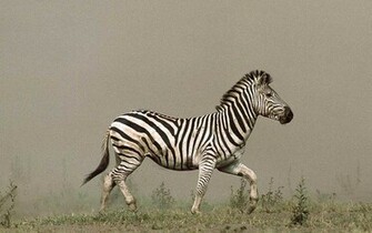 Zebra Wallpaper Desktop Background
