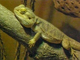 Dragon Lizards HD Wallpaper Lizard Image