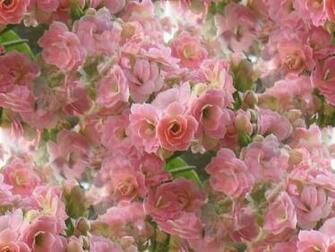 Beautiful Pink Spring Flowers Wallpaper