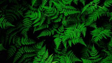 Fern Tree Leaves HD Wallpaper 4k Ultra