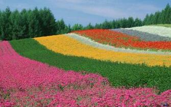 Wallpaper Tomita Farm Lavender Fields Furano Japan X