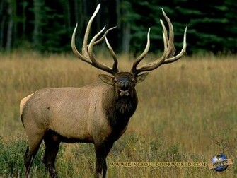 Wallpaper Sea Elk