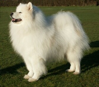 Samoyed Wallpaper