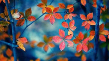 Autumn Wallpaper Pictures On Greepx