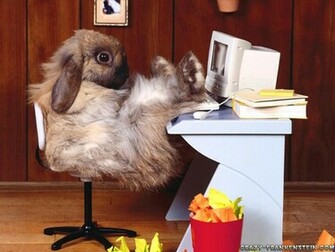 Funny Animal Wallpaper Top HD