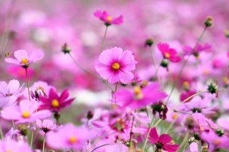 Beautiful Wallpaper For Desktop Full Screen