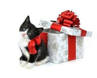 Cute Puppies Wallpaper Christmas Desktop