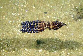 Blue Ringed Octopus Computer Wallpaper Desktop Background