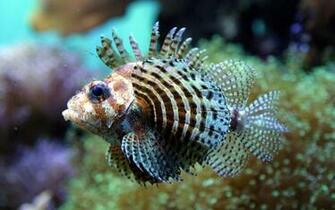 Acquario X Animali Cuccioli Immagine Foto Wallpaper