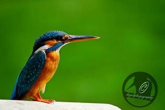 Post About Angry Bird Wallpaper For Pc Beautiful Birds
