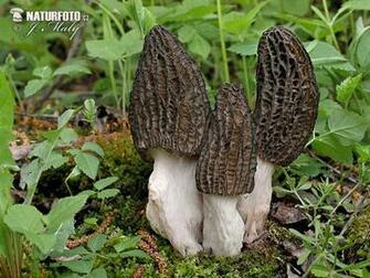Morel Mushroom Photos Image Naturephoto Cz