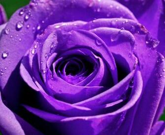 Purple Rose Wallpaper HD Desktopinhq Net