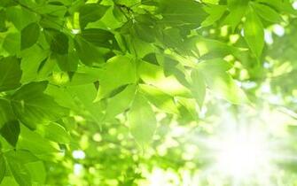 Leaf Wallpaper