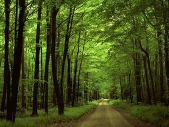 Forest Road Wallpaper Landscape Nature In Jpg Format