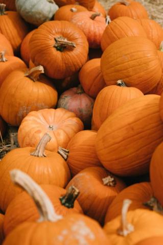 Orange Pumpkins Photo Brown Image