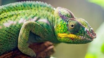 Panther Chameleon HD Lizard Wallpaper