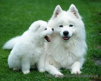 Of Chihuahua Dog And Puppies Wallpaper Is One Desktop
