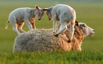 Sheep Wallpaper