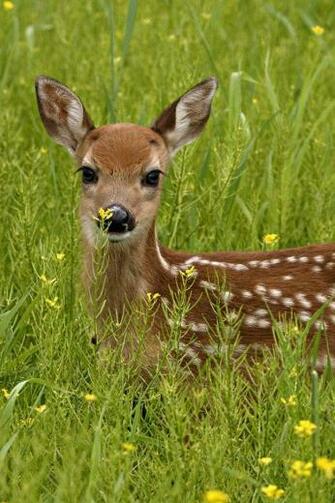 HD Deer In Grass iPhone Wallpaper Background
