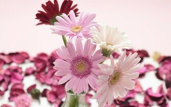 Red White Pink Gerbera Flowers Wallpaper HD Desktop