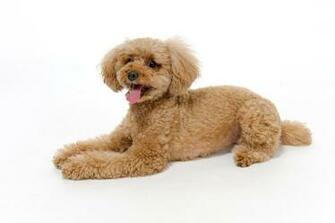 Cuddly Poodle Wallpaper By Bubupoodle
