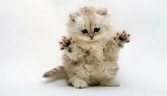 Funny Captions With Quotes To Baby Animal Pictures For Kids