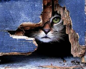 Peek A Boo Wallpaper