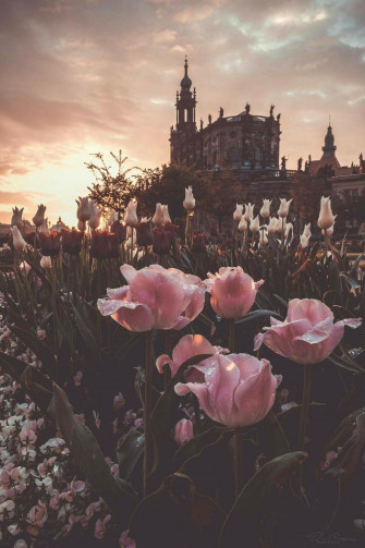 Rose Pink Aesthetic Wallpaper Landscape