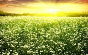 Spring Wallpaper