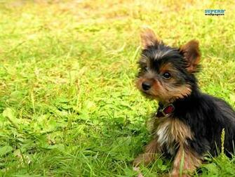 Yorkshire Terrier Puppy Superb Wallpaper