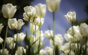 White Tulips Wallpaper