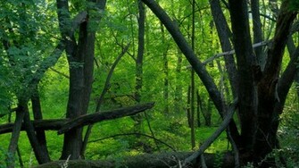 Green Forest Wallpaper