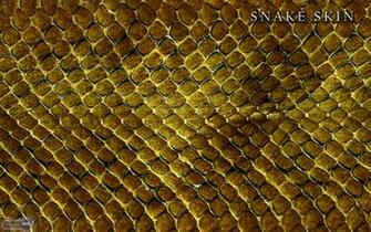 Snake Skin Wallpaper For Desktop