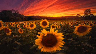 Sunset Sunflowers Flower Field Scenery Nature Wallpaper 4k Pc