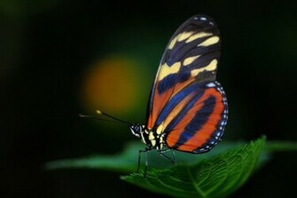 Papillon Wallpaper