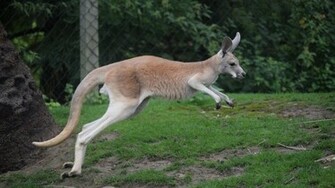 Kangaroo HD Wallpaper