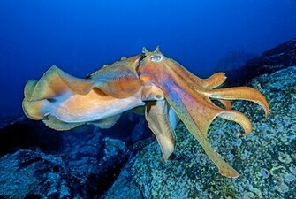 Squid HD Wallpaper General