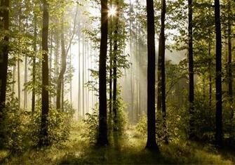 Wall Mural Wallpaper Nature Forest Tree Light Show Photo Cm X