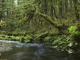 Forest Nature Scenes Pics