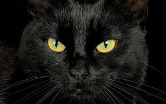 Serious Black Cat Closeup Wallpaper And Image Pictures
