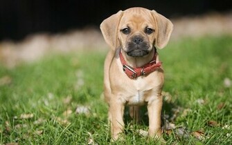 Desktop Wallpaper Background Pc Stock Image Photos