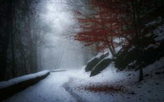Nature Winter Snow Red Leaves Tree HD Wallpaper