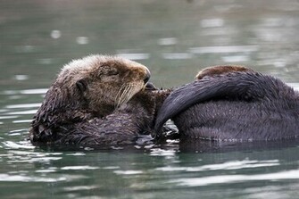 Sea Otter Pictures Wallpaper Of